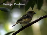 Vireo`s [Vireonidae]